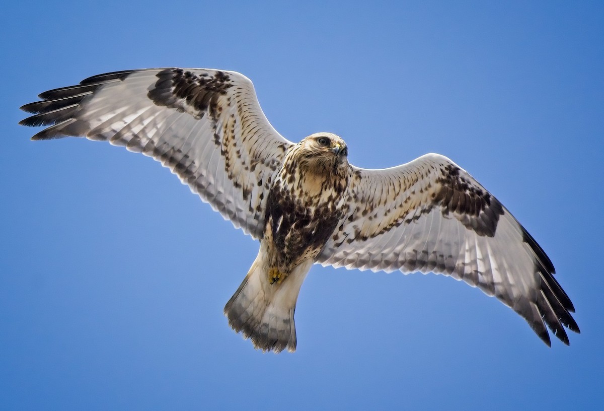 Rough-legged Hawk - Mass Audubon North Shore