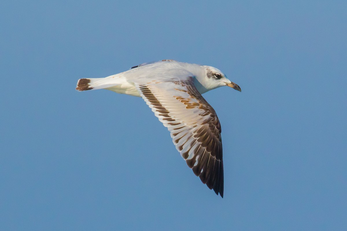 Mediterranean Gull - John Reynolds