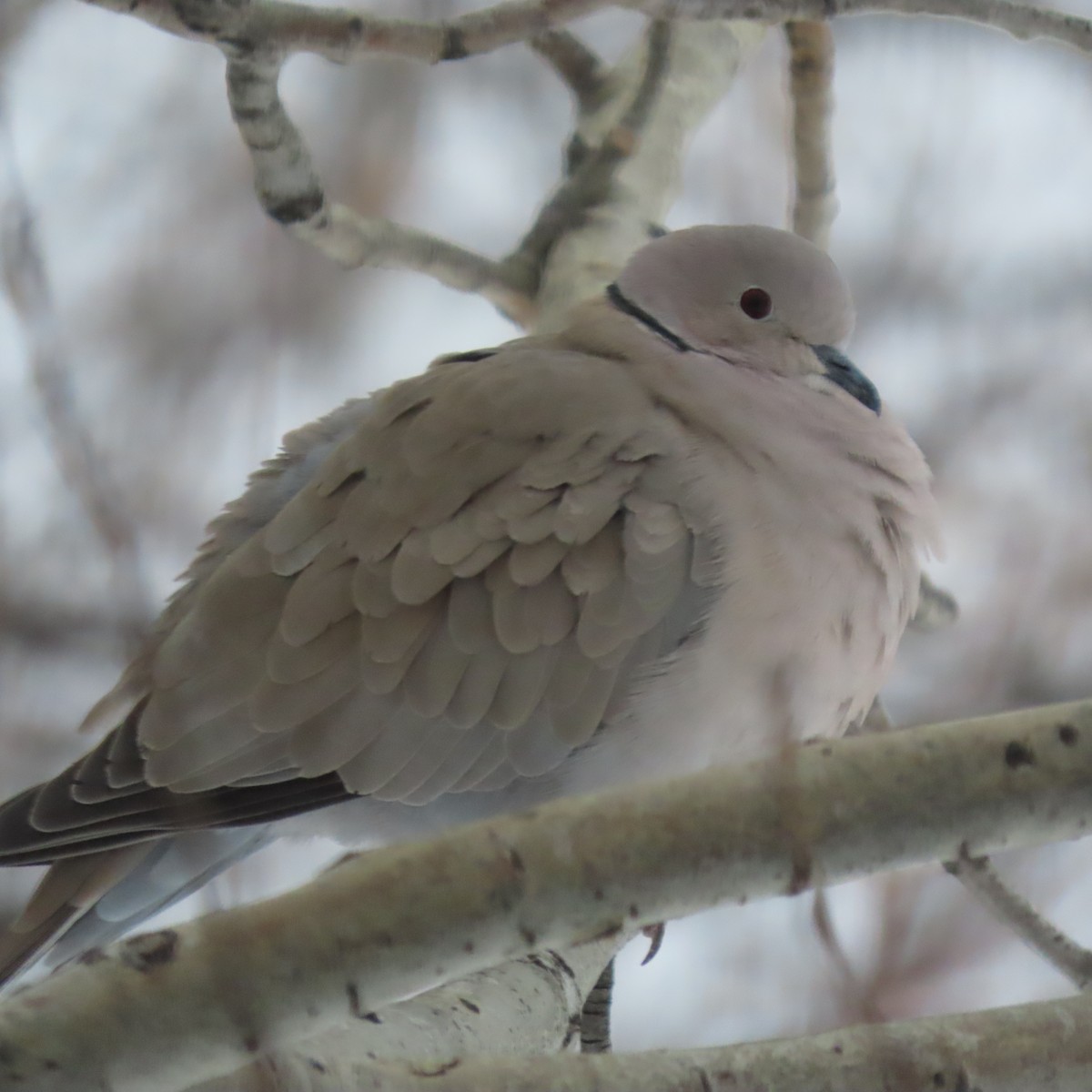 Eurasian Collared-Dove - Karen Lintala