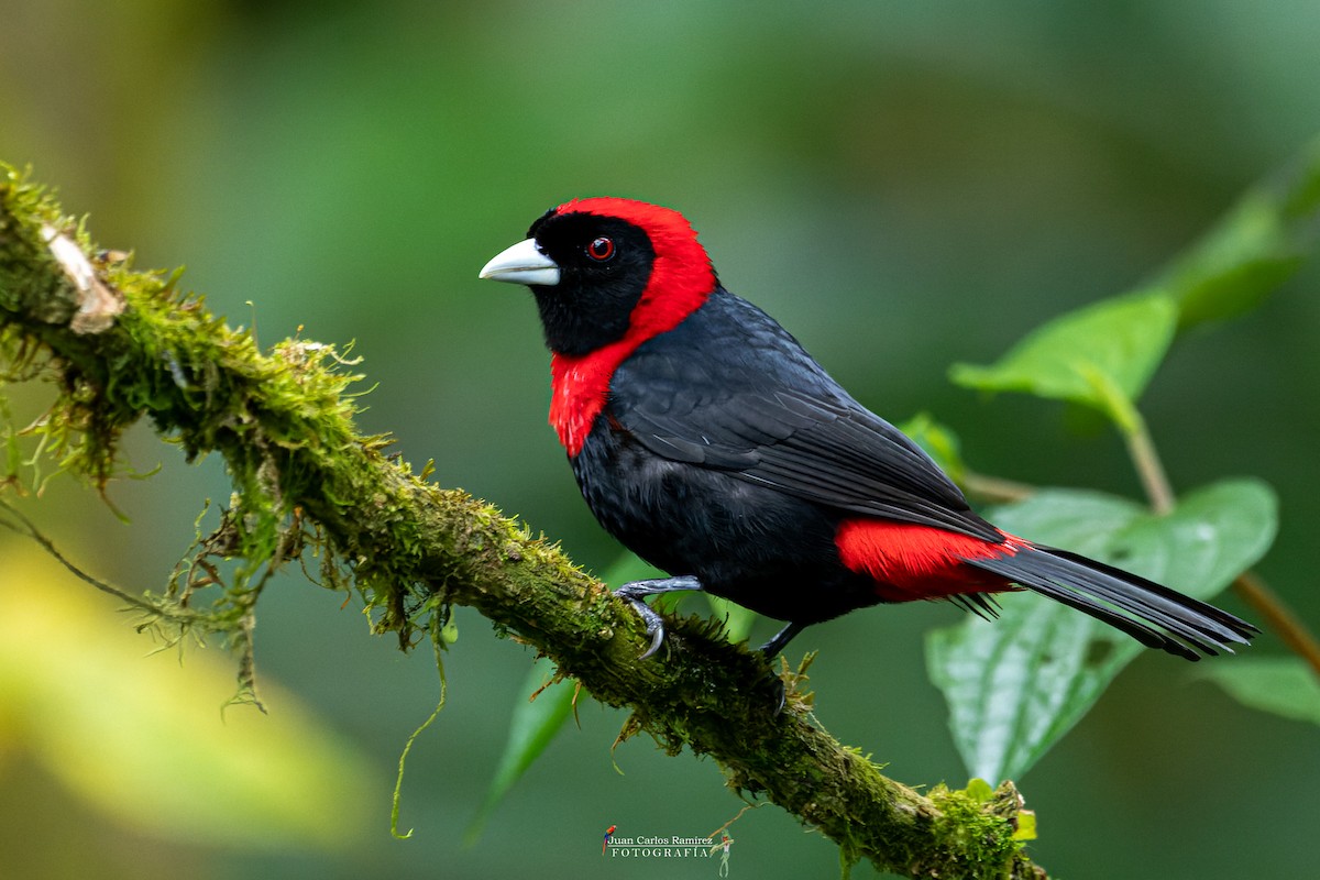 Crimson-collared Tanager - Juan Carlos Ramírez Castro