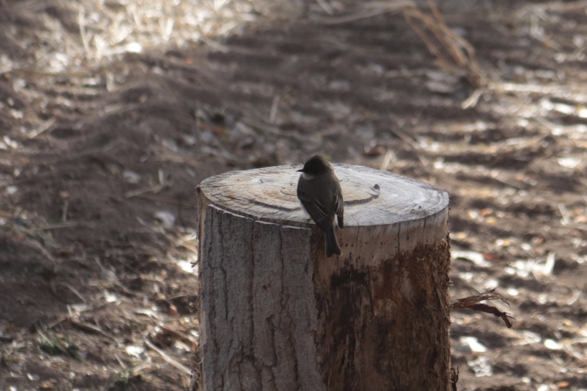 Eastern Phoebe - ML417142201