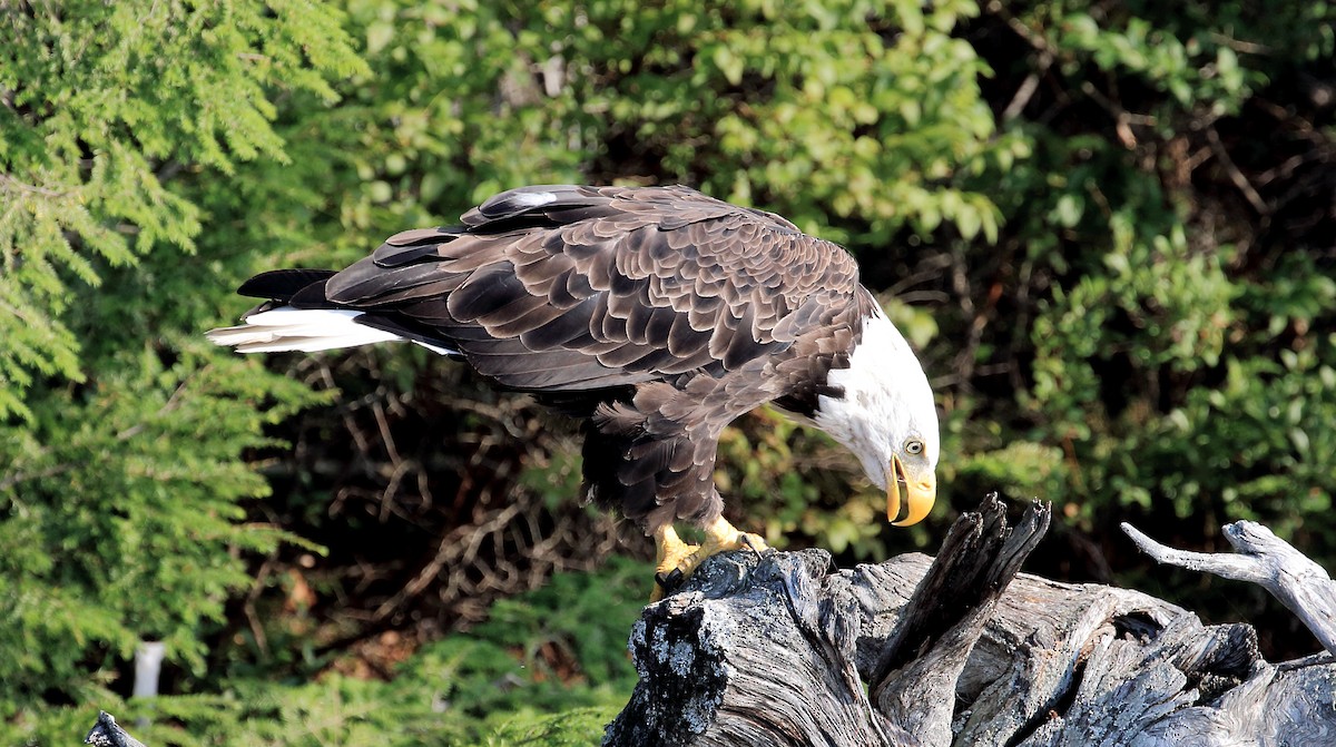 Weißkopf-Seeadler - ML41714361