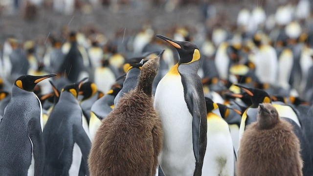 tučňák patagonský - ML417143911