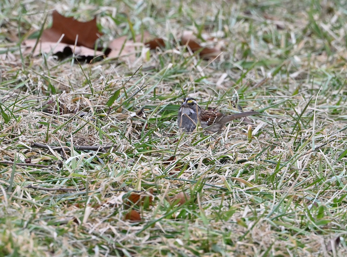 White-throated Sparrow - ML417144081