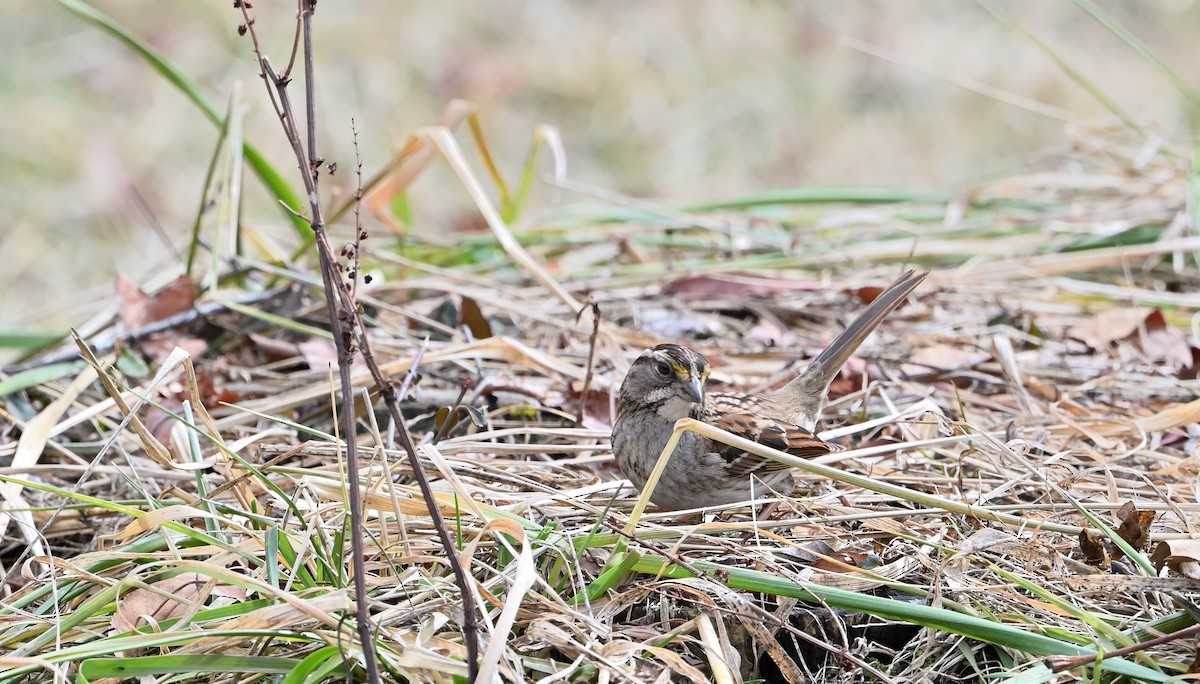 White-throated Sparrow - ML417144091