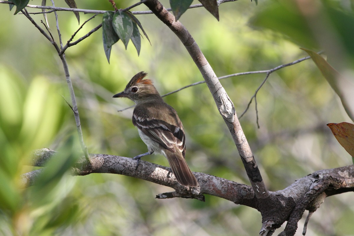 Rufous-crowned Elaenia - ML41714461