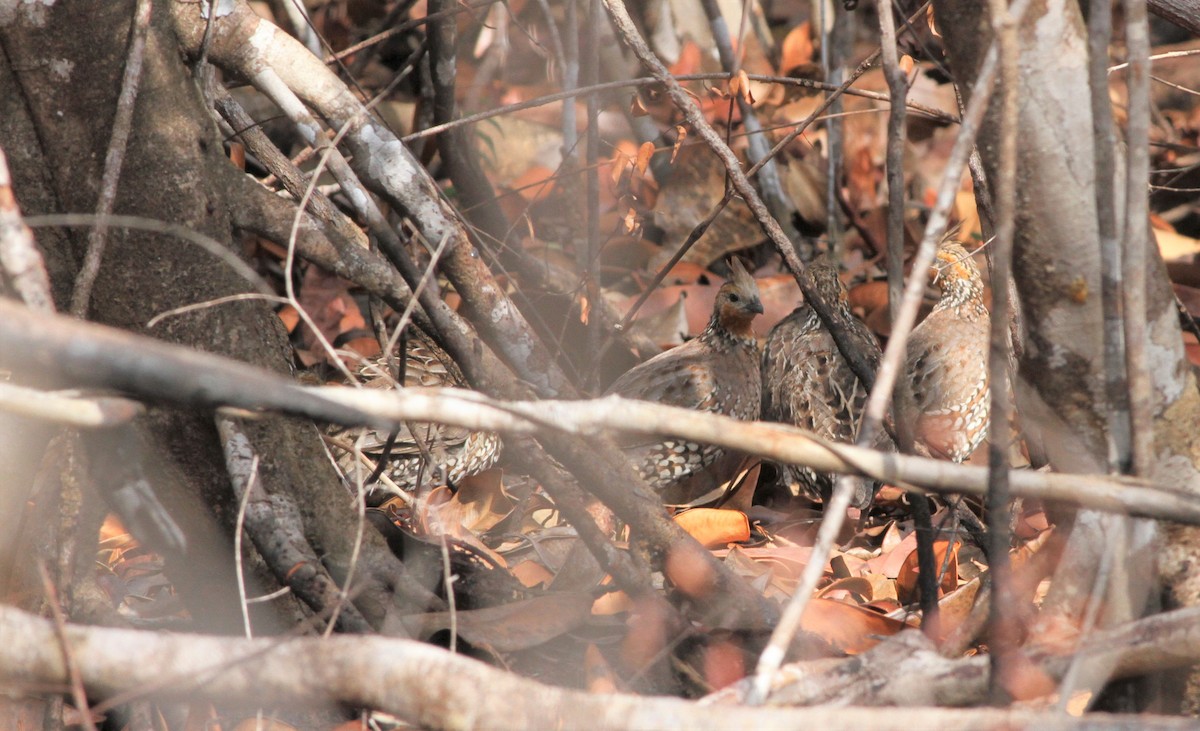 Crested Bobwhite - ML41714641