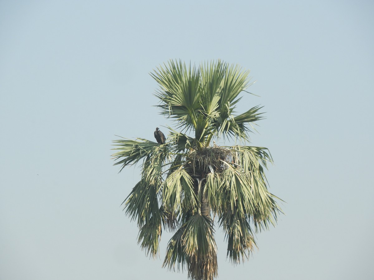 White-rumped Vulture - ML417148921