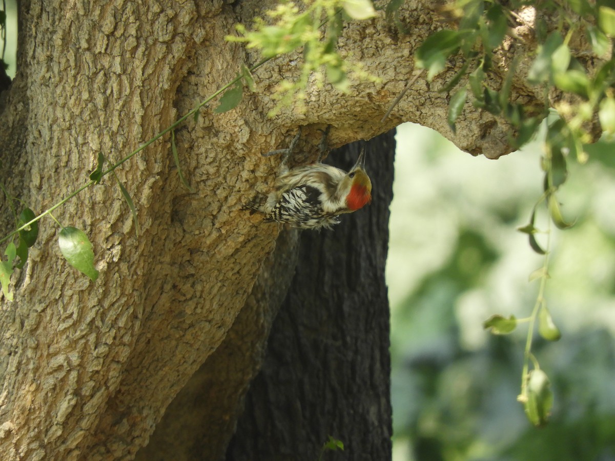 Yellow-crowned Woodpecker - ML417149171