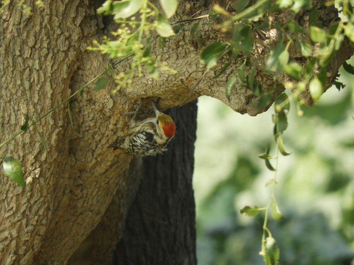 Yellow-crowned Woodpecker - ML417149181