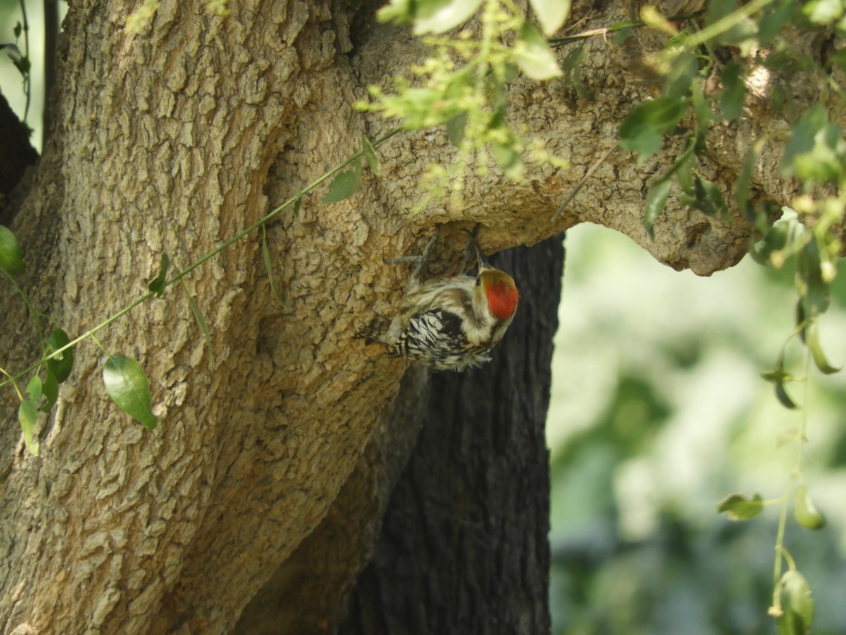 Yellow-crowned Woodpecker - ML417149191