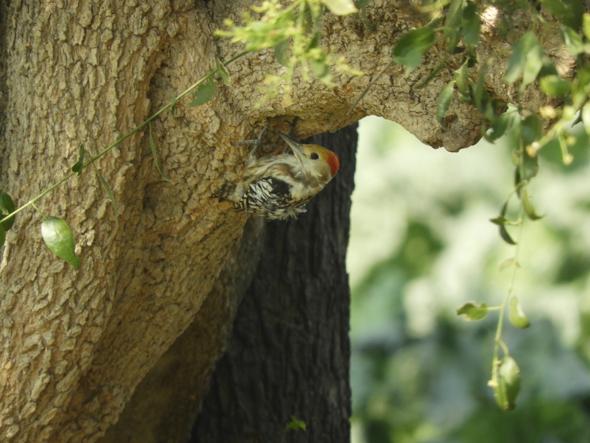 Yellow-crowned Woodpecker - ML417149211