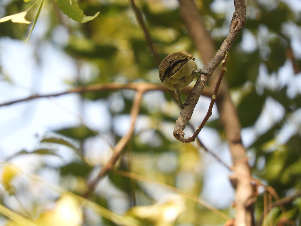 Thick-billed Flowerpecker - ML417149321