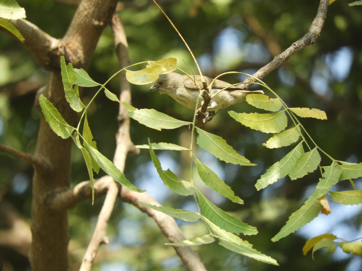 Thick-billed Flowerpecker - ML417149331