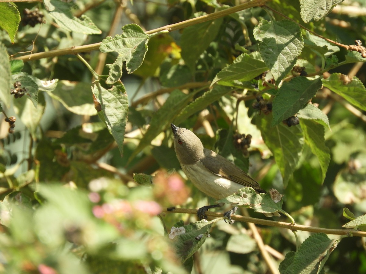 Thick-billed Flowerpecker - ML417149341