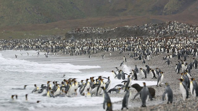 tučňák patagonský - ML417150041