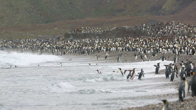 tučňák patagonský - ML417150131