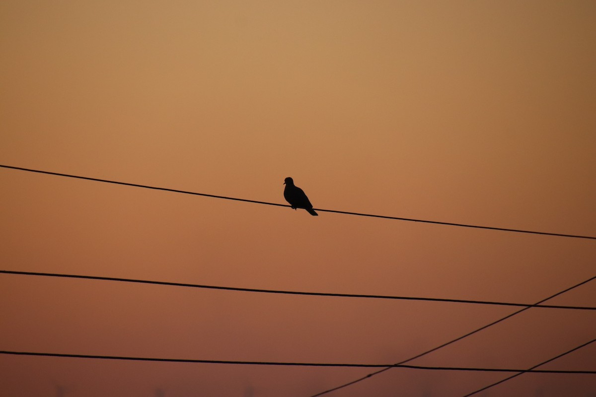 Laughing Dove - ML417150801