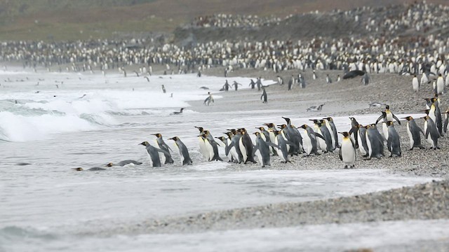 tučňák patagonský - ML417151331