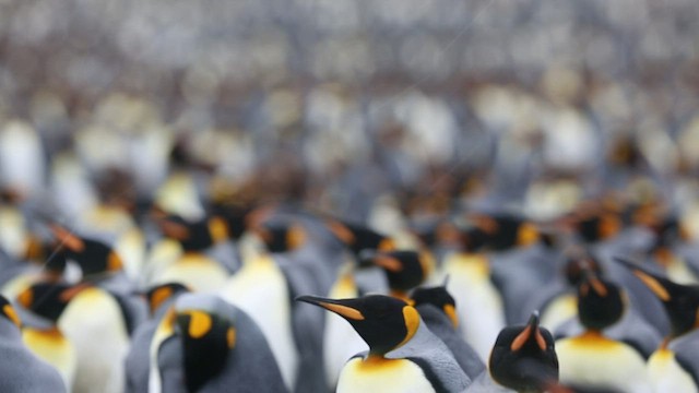 Королевский пингвин - ML417151671