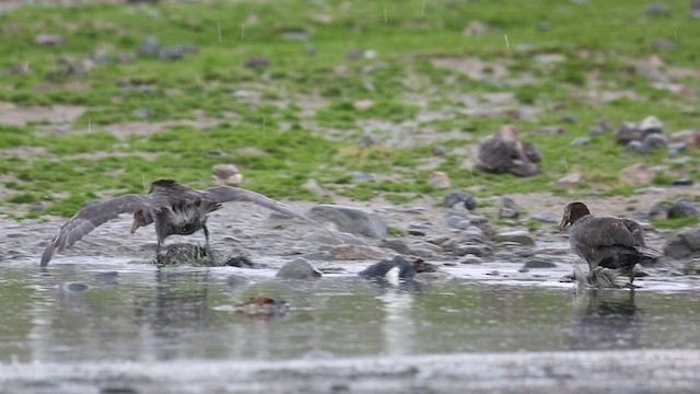 Northern Giant-Petrel - ML417151931