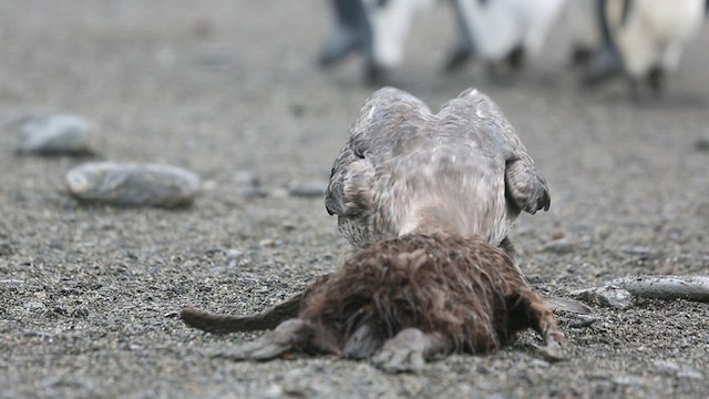 Northern Giant-Petrel - ML417152561