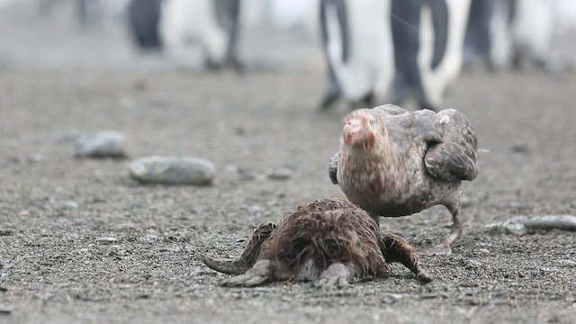 Northern Giant-Petrel - ML417152681