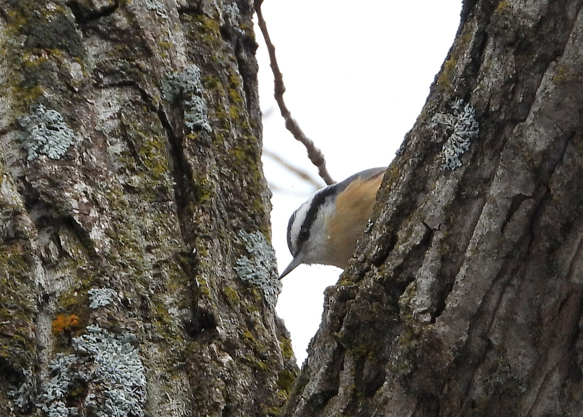 Red-breasted Nuthatch - ML417152751