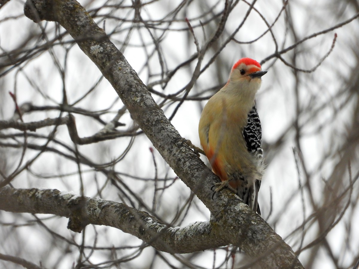 Red-bellied Woodpecker - ML417152811