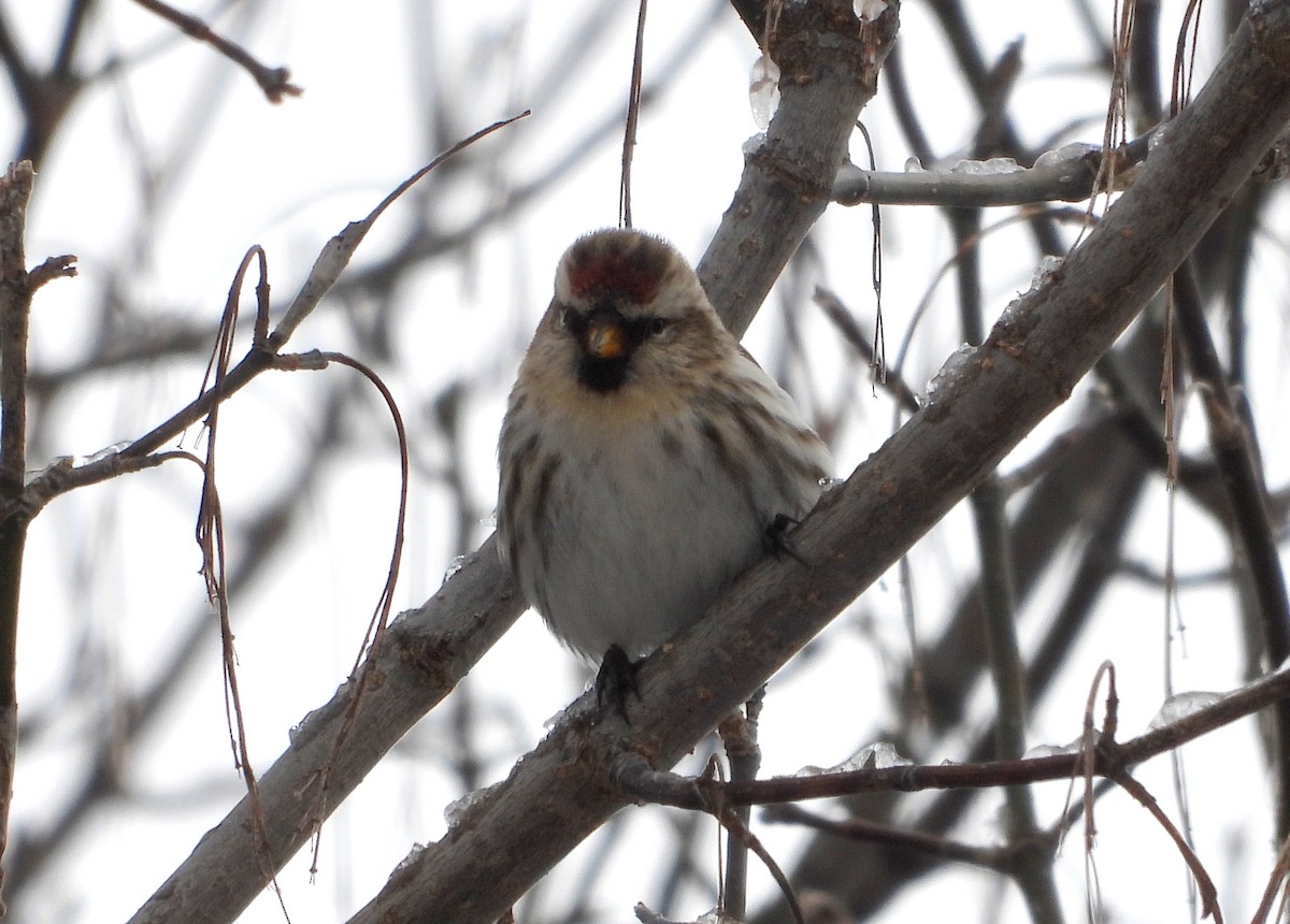 Common Redpoll - ML417153041