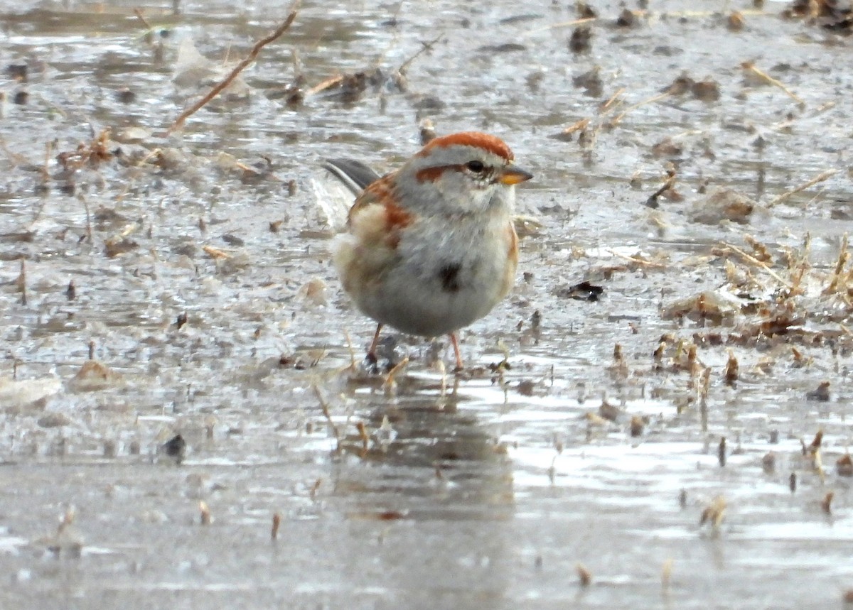 American Tree Sparrow - ML417153261