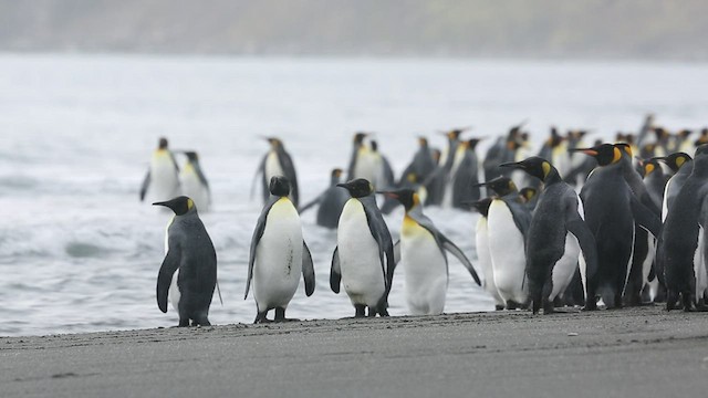 Королевский пингвин - ML417153481
