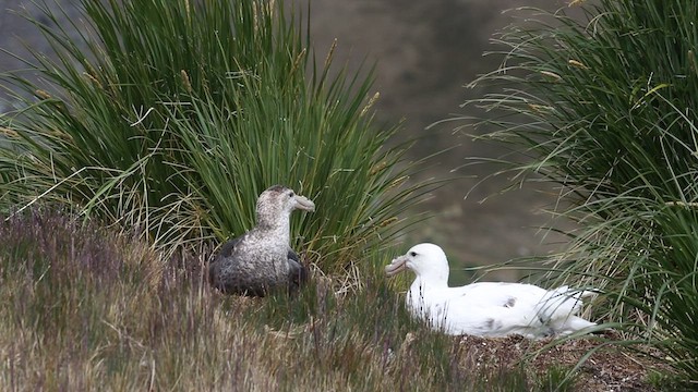 Riesensturmvogel - ML417154521