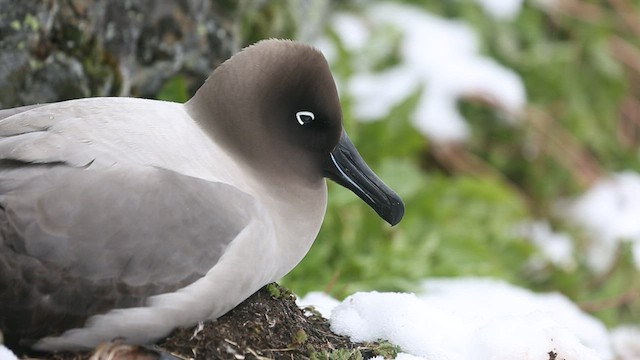 Light-mantled Albatross - ML417155531