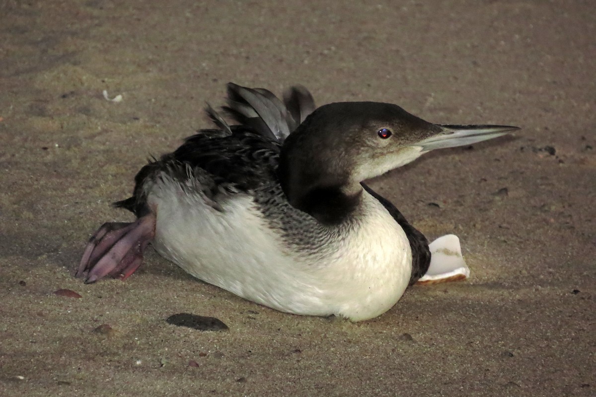 Common Loon - Diane Drobka