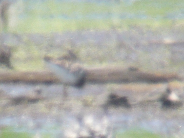 Ноцоо элсэг - ML417157151