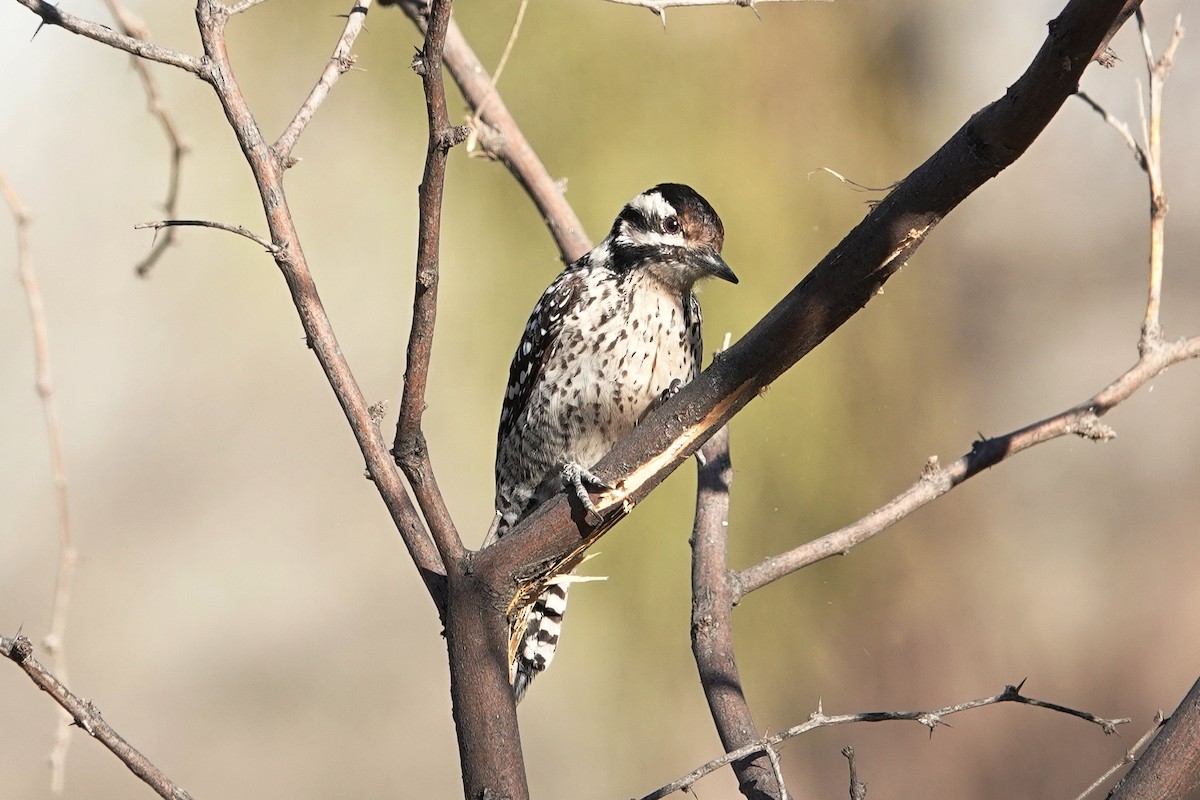 Ladder-backed Woodpecker - Peter Herstein