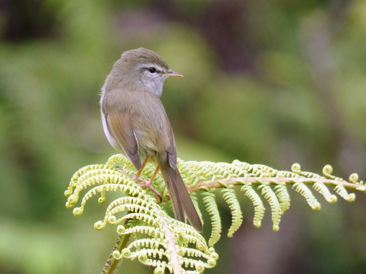 Japanese Bush Warbler - Barry Mast