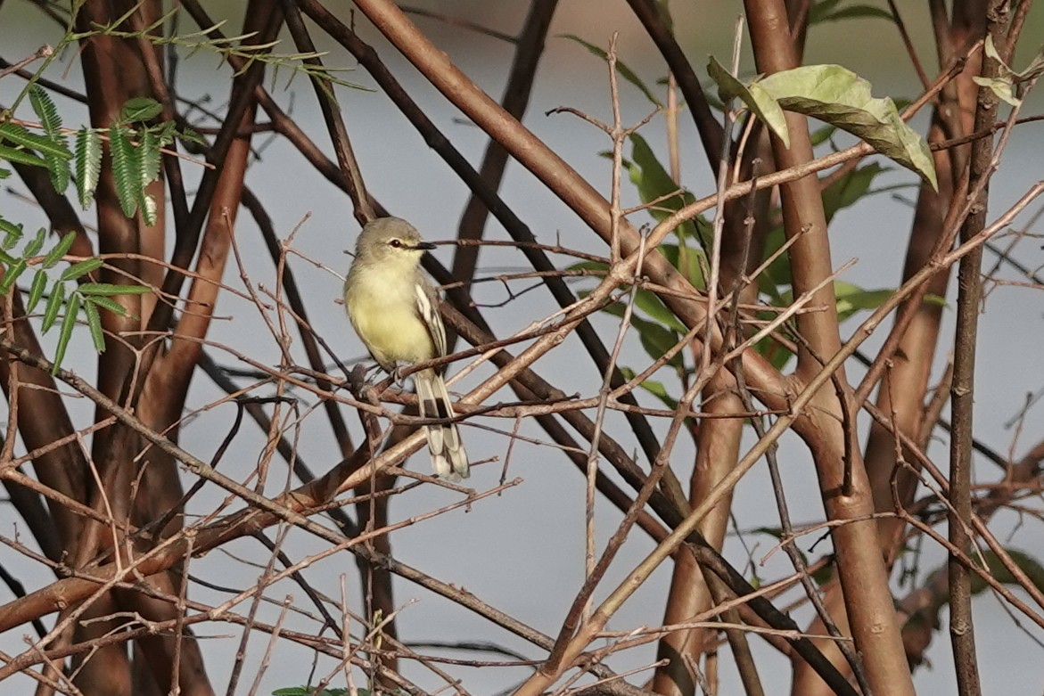 Lesser Wagtail-Tyrant - Scott Tuthill