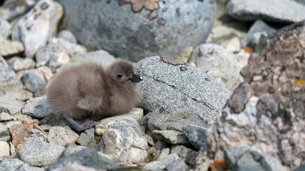 South Polar Skua - ML417165641