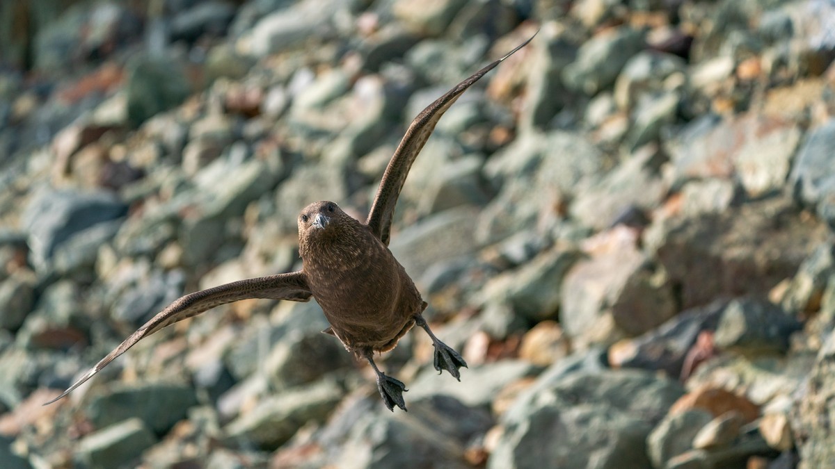 South Polar Skua - ML417166771