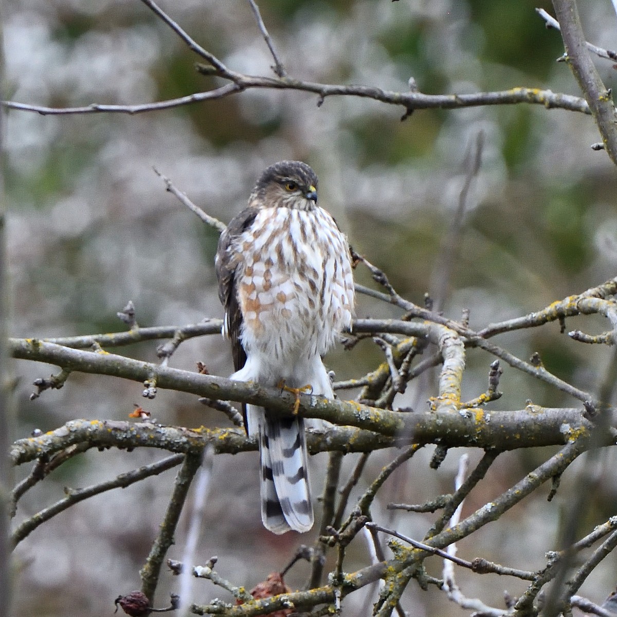 Sharp-shinned Hawk - ML417168311