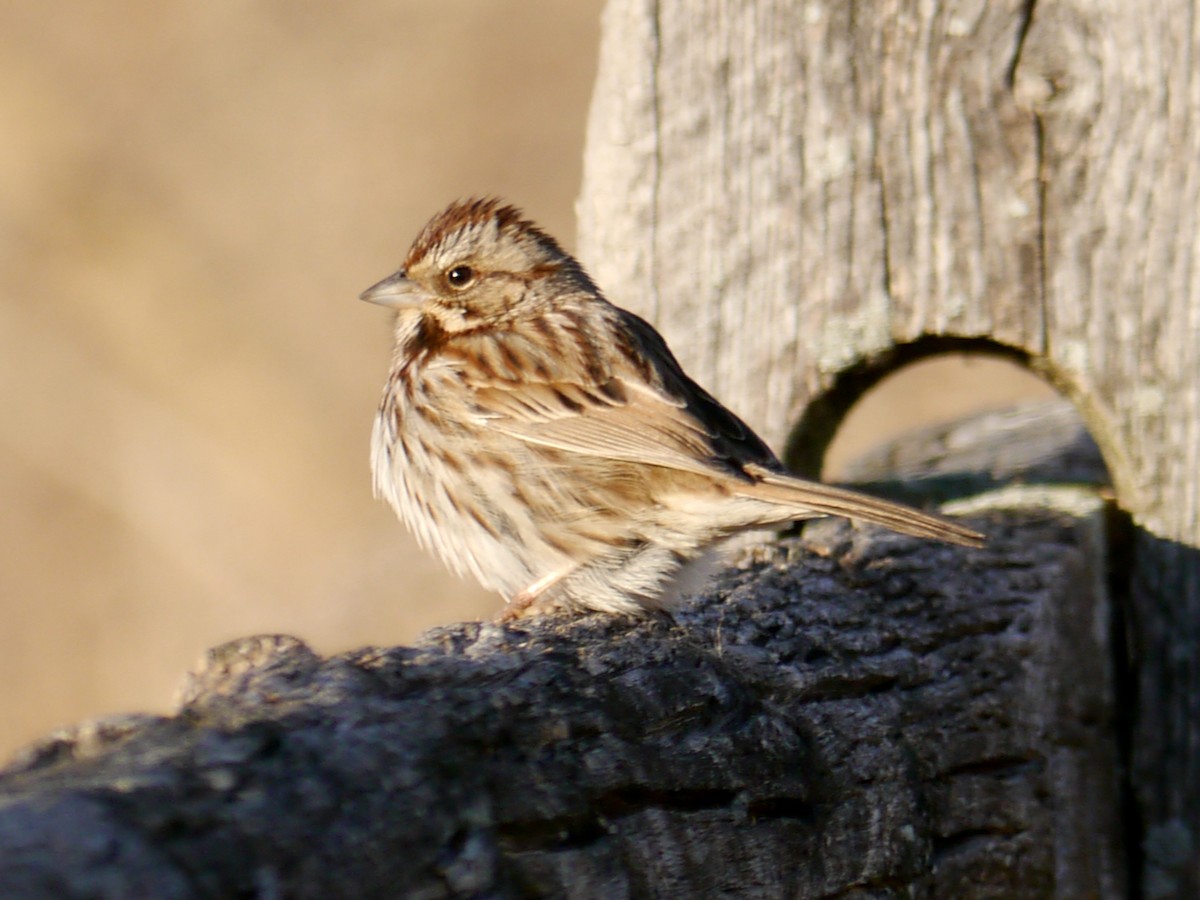 Song Sparrow - ML417168461