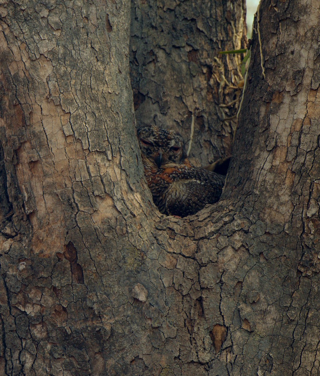 Mottled Wood-Owl - Siddhartha Vineet
