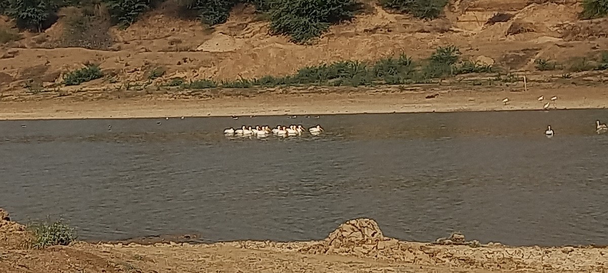 Great White Pelican - ML417169811