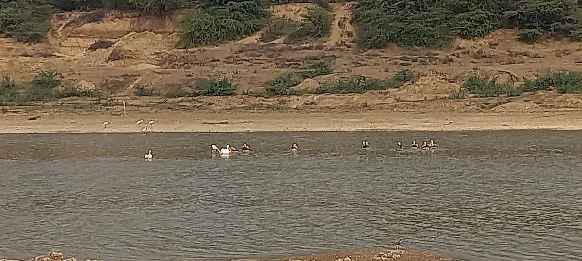 Great White Pelican - ML417169841