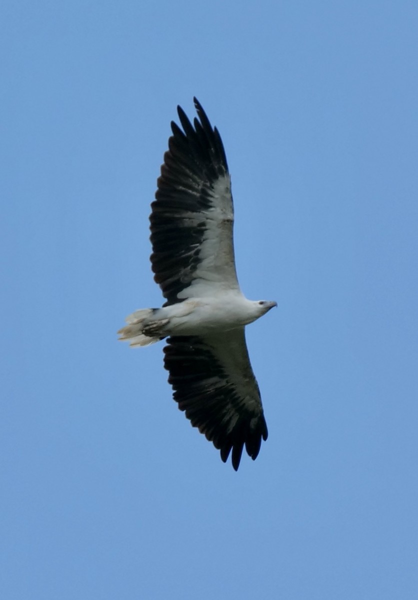 White-bellied Sea-Eagle - ML417171171