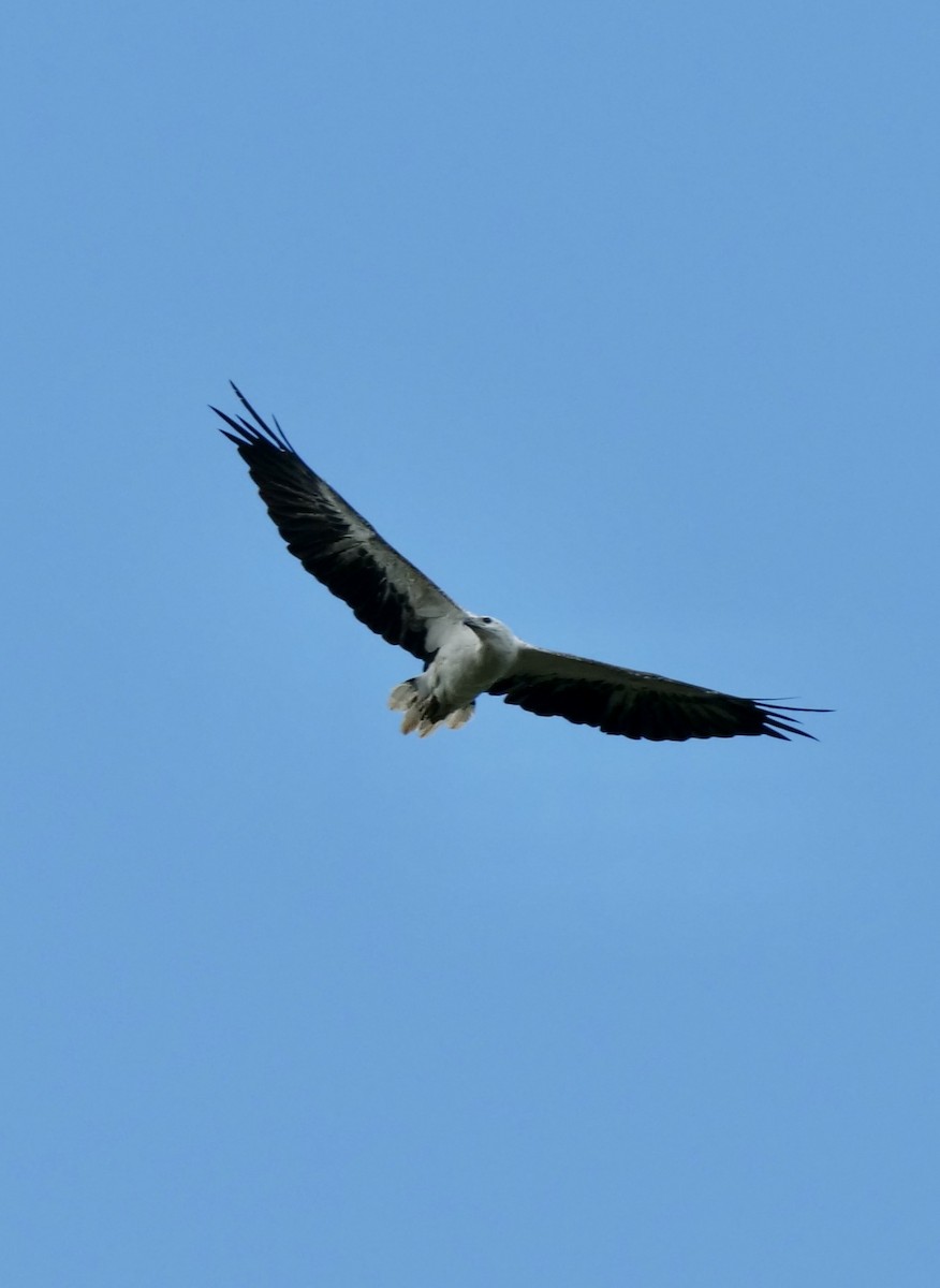 White-bellied Sea-Eagle - ML417171211