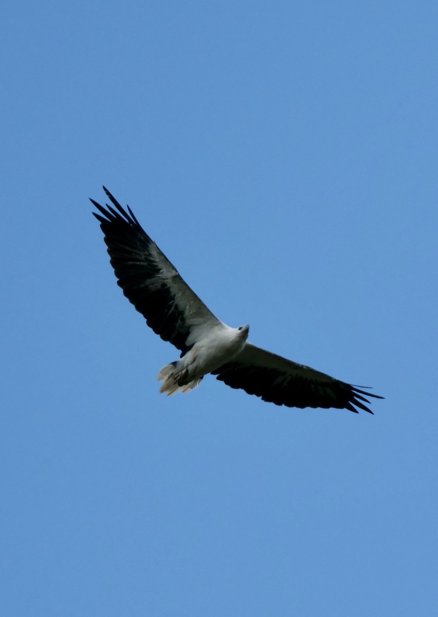 White-bellied Sea-Eagle - ML417171221