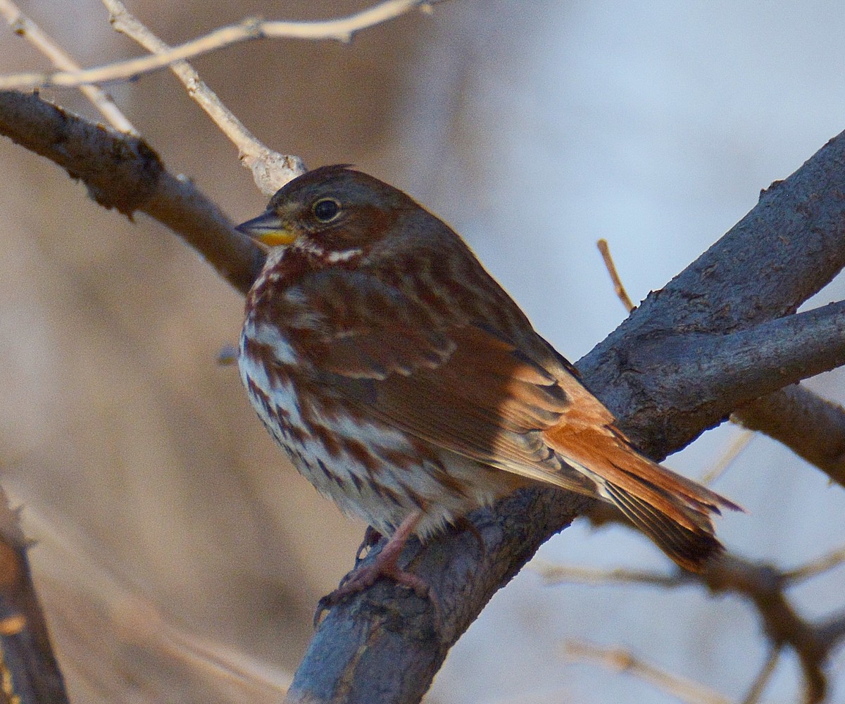 Fox Sparrow (Red) - ML41717131